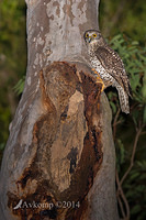 powerful owl 16945 vertical