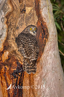 powerful owl 2986