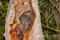 powerful owl 2987