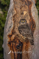 powerful owl 3416