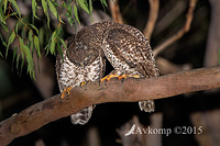 powerful owl 3417