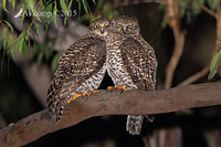 powerful owl 3419