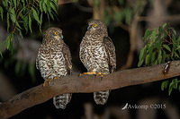 powerful owl 3421