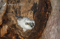 powerful owl 3478