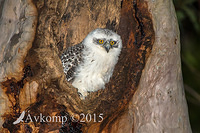 powerful owl 3484