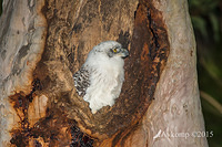 powerful owl 3485