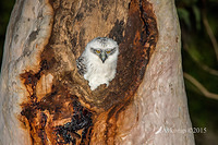 powerful owl 3486