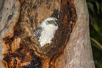 powerful owl 3487