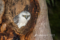 powerful owl 3488