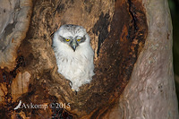 powerful owl 3491