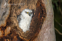 powerful owl 3492