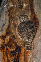 powerful owl 3514