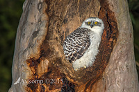 powerful owl 3527