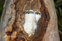 powerful owl 3531