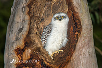 powerful owl 3539