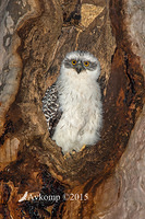 powerful owl 3578