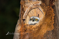 powerful owl 3617