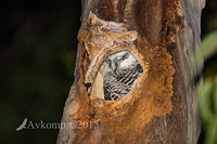 powerful owl 3619