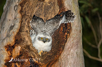 powerful owl 3622