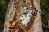 powerful owl 3624