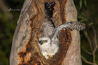 powerful owl 3625