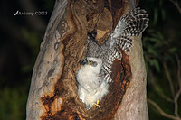 powerful owl 3646