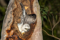 powerful owl 3673