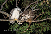 powerful owl 3687