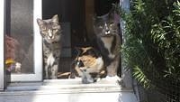 3 cats 8095