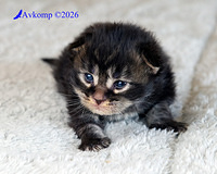 dark blue collar 14000