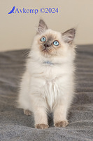 dark blue collar 12121-2