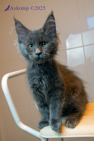 dark blue collar 12627