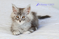 dark blue collar 13117