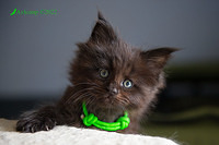 green collar 7852