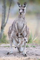 kangaroo 13706