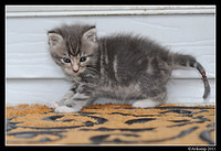 kitten 0189