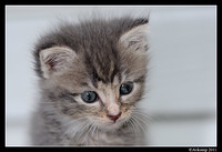 kitten 0193a