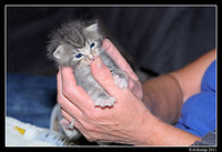 kittenr0170