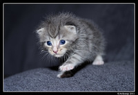 kittenr0171