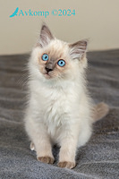 light blue collar 12117