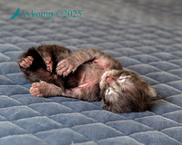 light blue collar 12359