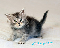 light blue collar 13047