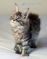 light blue collar 13071