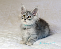 light blue collar 13129