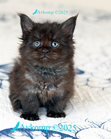 light blue collar 13713