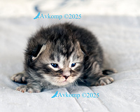 light blue collar 13743