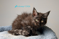 light blue collar 13812