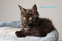 light blue collar 13815