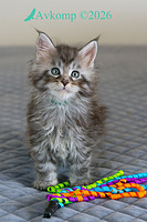 light blue collar 13844