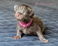 light pink collar 12361